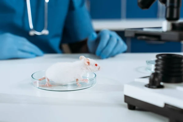 Selective focus of white mouse in petri dish near veterinarian in latex gloves and microscope — Stock Photo