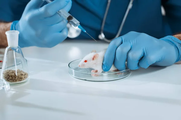 Vista recortada del veterinario en guantes de goma que sostienen la jeringa con la vacuna cerca del ratón blanco en placa petri - foto de stock