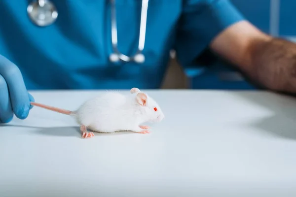 Частичный взгляд ветеринара, держащего хвост белой мыши в ветеринарной клинике — стоковое фото