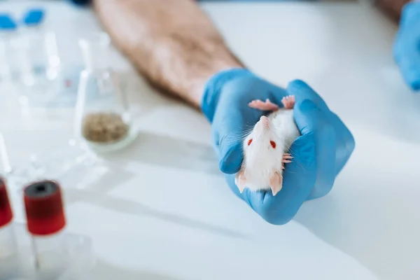 Cropped view of veterinarian in latex glove holding white mouse near test tubes — Stock Photo