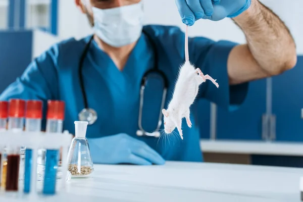 Enfoque selectivo del veterinario en máscara médica y guantes de látex sosteniendo ratón blanco por la cola cerca de los tubos de ensayo - foto de stock