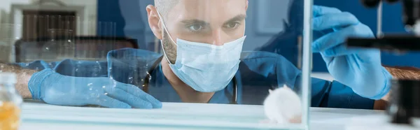 Plan panoramique de jeune biologiste en masque médical et gants en latex regardant la souris blanche dans une boîte en verre — Photo de stock