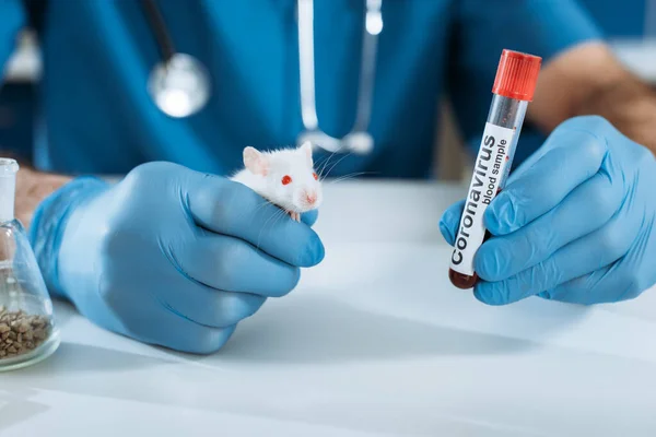 Частковий вигляд ветеринара в латексних рукавичках, що тримає білу мишу і пробірку з коронавірусним написом — стокове фото
