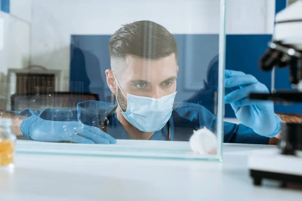 Foco seletivo do biólogo em máscara médica e luvas de látex olhando para o mouse branco em caixa de vidro — Fotografia de Stock