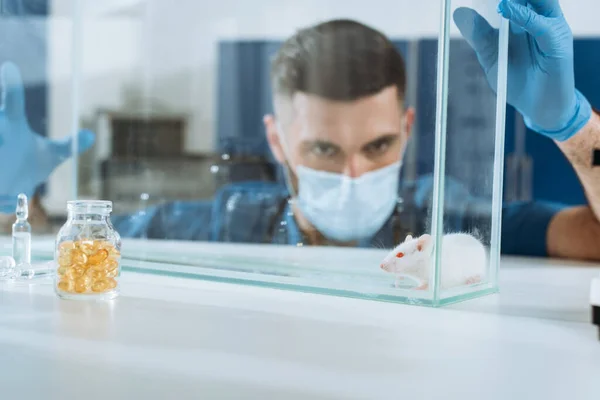 Селективное внимание ветеринара в медицинской маске и латексных перчатках, смотрящего на белую мышь в стеклянной коробке — стоковое фото
