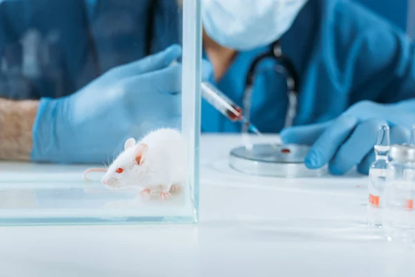 Selective focus of white mouse in glass box near veterinarian in medical mask and latex gloves holding syringe near petri dish with blood sample — Stock Photo