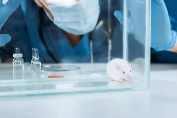 Cropped view of veterinarian in medical mask and latex gloves touching glass box with white mouse near ampules and containers with medicines — Stock Photo