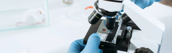 Vista recortada de biólogo en guantes de látex haciendo análisis con microscopio cerca de ratón blanco en caja de vidrio, tiro panorámico - foto de stock