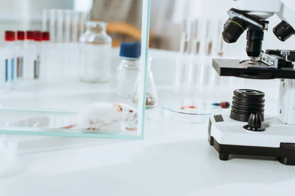 Souris blanche dans une boîte en verre près du microscope et des éprouvettes dans une clinique vétérinaire — Photo de stock