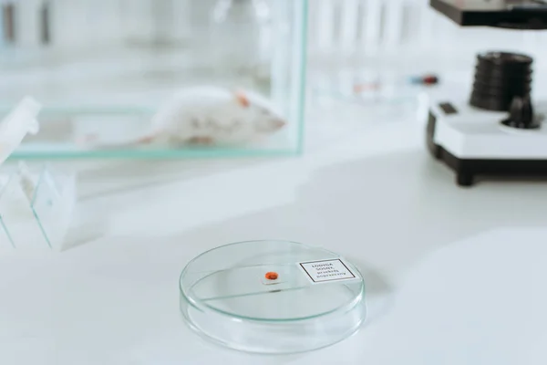 Selective focus of petri dish with biomaterial near white mouse in glass box — Stock Photo