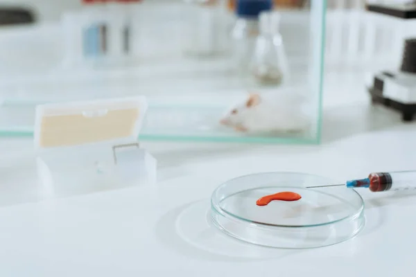 Foyer sélectif de la seringue et de la boîte de Pétri avec échantillon de sang près de la souris blanche dans une boîte en verre — Photo de stock