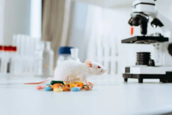 Selective focus of white mouse near capsules and microscope on desk — Stock Photo