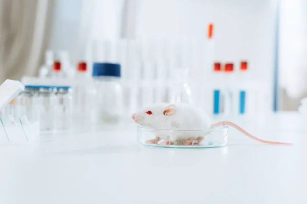 Enfoque selectivo de ratón blanco en placa de Petri en escritorio en clínica veterinaria - foto de stock