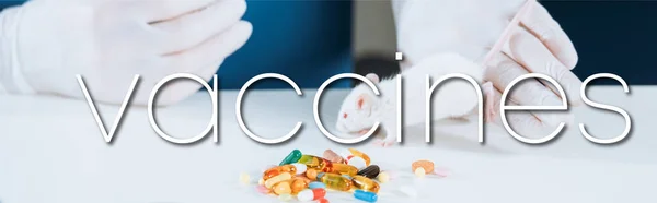 Частичный взгляд ветеринара в латексных перчатках, держащего белую мышь возле капсул на столе, панорамный снимок, иллюстрация вакцин — стоковое фото