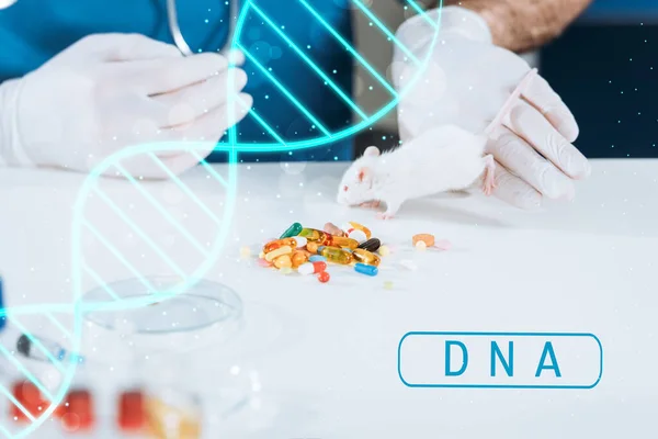 Cropped view of veterinarian in latex gloves near white mouse, capsules and petri dish on desk, dna illustration — Stock Photo