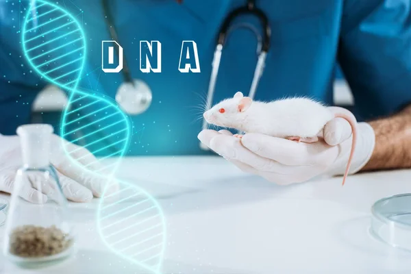 Vista recortada del veterinario en guantes de látex con ratón blanco, ilustración de ADN - foto de stock