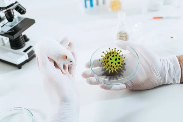 Vista recortada del veterinario en guantes de goma con ratón blanco y placa de Petri cerca del microscopio, ilustración de bacterias - foto de stock