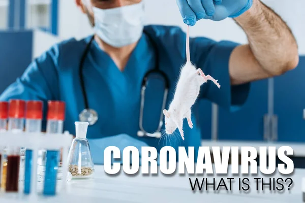 Selective focus of veterinarian in medical mask and latex gloves holding white mouse by tail near test tubes, coronavirus illustration — Stock Photo