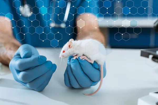 Cropped view of veterinarian in latex gloves examining white mouse in clinic — Stock Photo