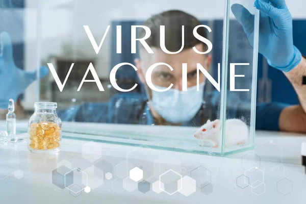 Селективний фокус ветеринара в медичній масці та латексних рукавичках, що дивляться на білу мишу в скляній коробці, ілюстрація вірусної вакцини — стокове фото