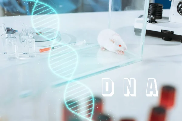 Enfoque selectivo de ratón blanco en caja de vidrio cerca de ampollas, jeringa y placa petri, ilustración de ADN - foto de stock