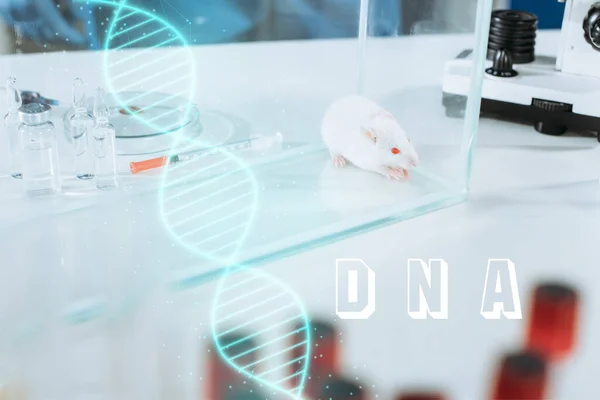 Selektiver Fokus der weißen Maus im Glaskasten in der Nähe von Ampullen, Spritze und Petrischale, dna Illustration — Stockfoto