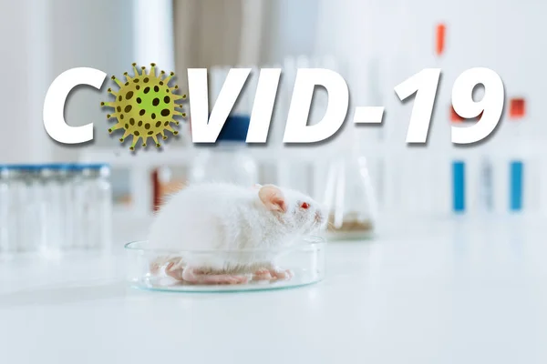 Selective focus of white mouse in petri dish near containers with medicines and test tubes, COVID-19 illustration — Stock Photo