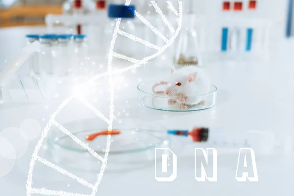 Enfoque selectivo del ratón blanco cerca de la jeringa, placa de Petri con muestra de sangre y recipientes con medicamentos, ilustración de ADN - foto de stock