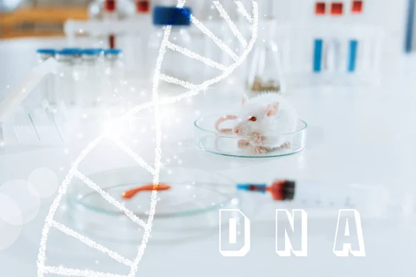 Selective focus of white mouse near syringe, petri dish with blood sample and containers with medicines, dna illustration — Stock Photo