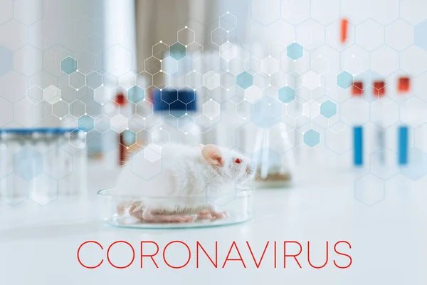 Selective focus of white mouse in petri dish near containers with medicines and test tubes, coronavirus illustration — Stock Photo