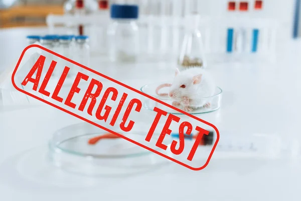 Selective focus of white mouse near syringe, petri dish with blood sample and containers with medicines, allergic test illustration — Stock Photo