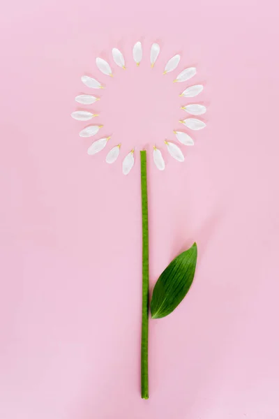 Vista superior de pétalos de flores blancas y hoja verde en rosa, concepto de día de las madres - foto de stock