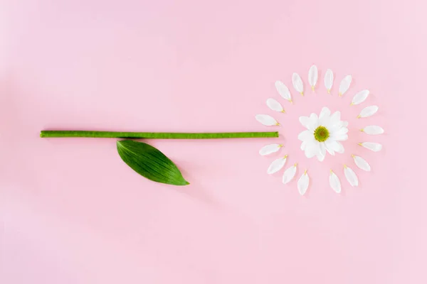 Top view of flower with white petals and green leaf on pink, mothers day concept — Stock Photo