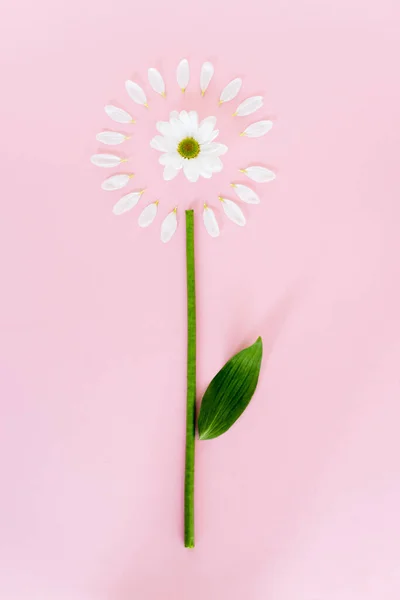 Draufsicht auf blühende Blume in der Nähe weißer Blütenblätter und grünem Blatt auf rosa, Muttertagskonzept — Stockfoto
