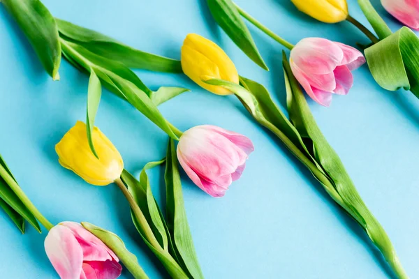 Blühende gelbe und rosa Tulpen auf blauem, Muttertagskonzept — Stockfoto