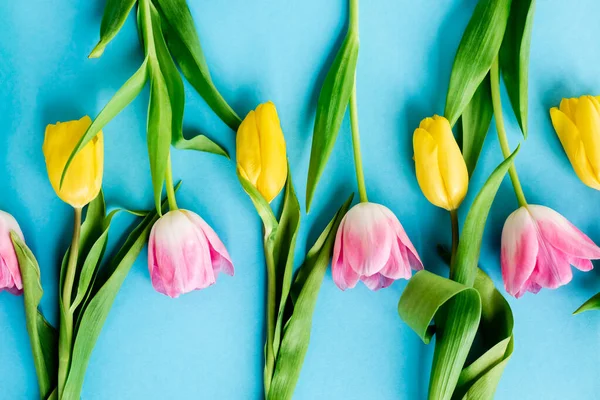 Vista superior de los tulipanes rosados y amarillos florecientes en azul, concepto del día de las madres - foto de stock