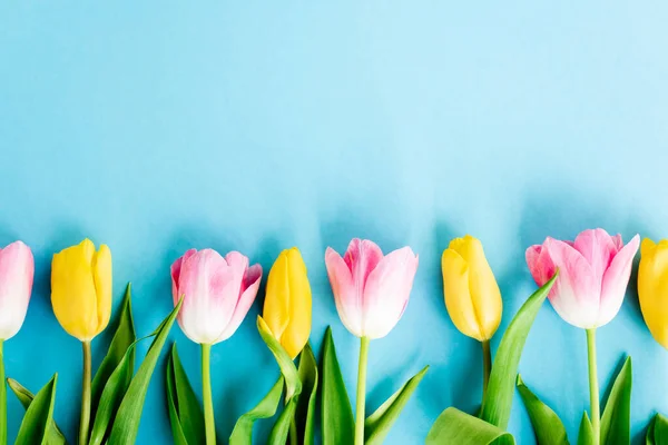 Top view of blossoming yellow and pink tulips on blue, mothers day concept — Stock Photo