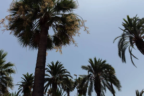 Low angle view of palm trees with blue sky at background — Stock Photo