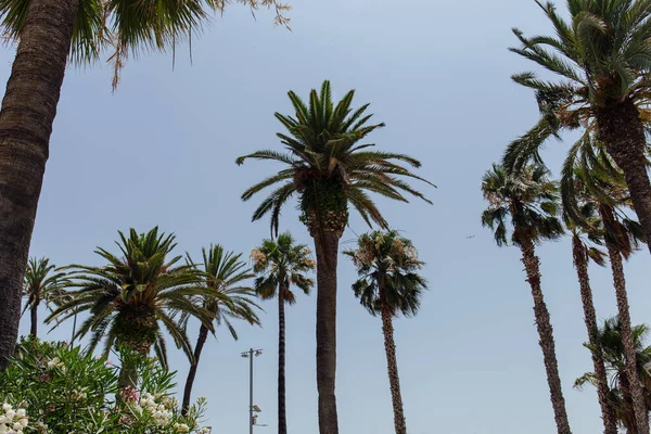Низкий угол обзора цветущих растений и пальм на фоне голубого неба — стоковое фото