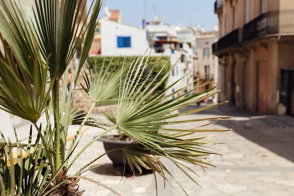 Selective focus of branches of palm tree on urban street in Catalonia, Spain — Stock Photo