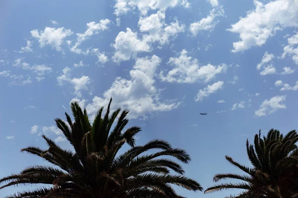 Low angle view of palm trees and plane in blue sky with clouds — Stock Photo