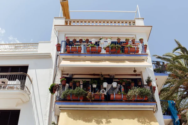 Низький кут огляду рослин у квіткових горщиках на балконі будинку з блакитним небом на задньому плані в Каталонії (Іспанія). — стокове фото