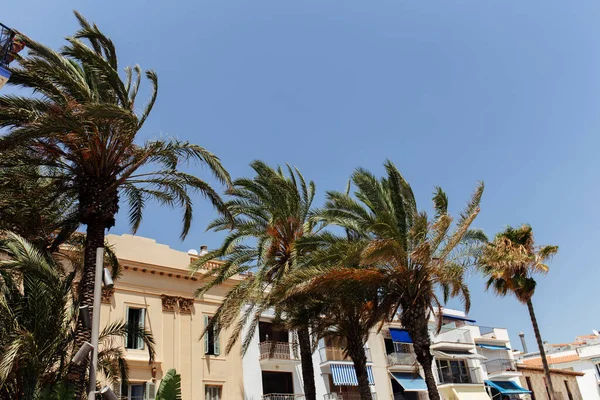 Palme su strada con case e cielo blu sullo sfondo in Catalogna, Spagna — Foto stock