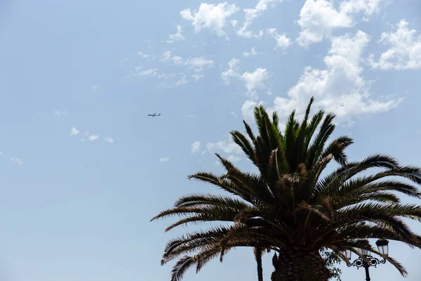 Vista ad angolo basso di palma e aereo in cielo con nuvole — Foto stock