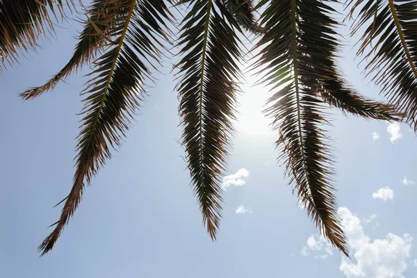 Bottom view of branches of palm tree with sunshine and blue sky with clouds at background — Stock Photo