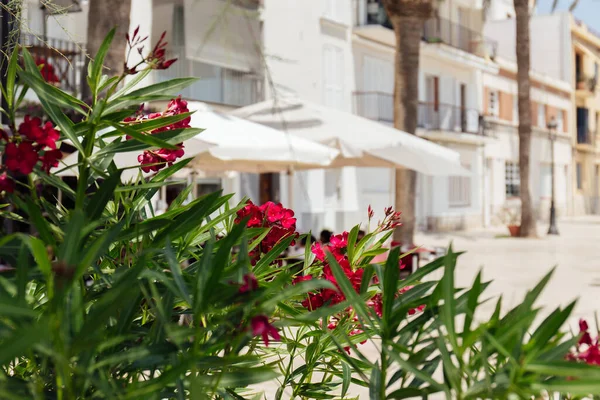 Selective focus of bush with flowers on urban street in Catalonia — Stock Photo