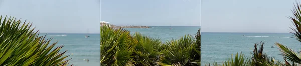 Collage of branches of palm trees and seascape at background in Catalonia, Spain — Stock Photo