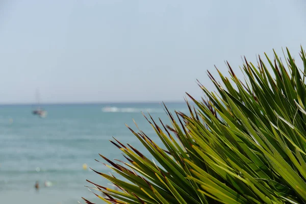 Foco seletivo de brunches verdes de palmeiras com mar e céu azul no fundo na Catalunha, Espanha — Fotografia de Stock