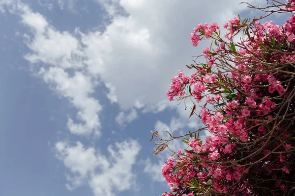 Vista inferiore della pianta in fiore rosa con cielo nuvoloso sullo sfondo — Foto stock