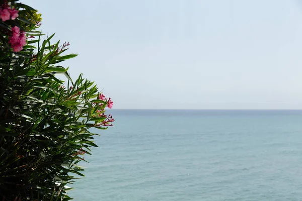 Selective focus of blooming plant with seascape and sky at background in Catalonia, Spain — Stock Photo